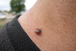 Внимание, бобруйчане, любой клещ несет опасность!