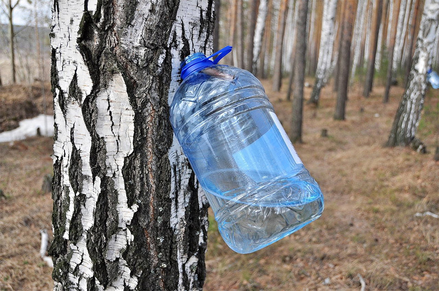 Бобруйские леса полны березового сока. Сколько тонн уже «наплакали» деревья?