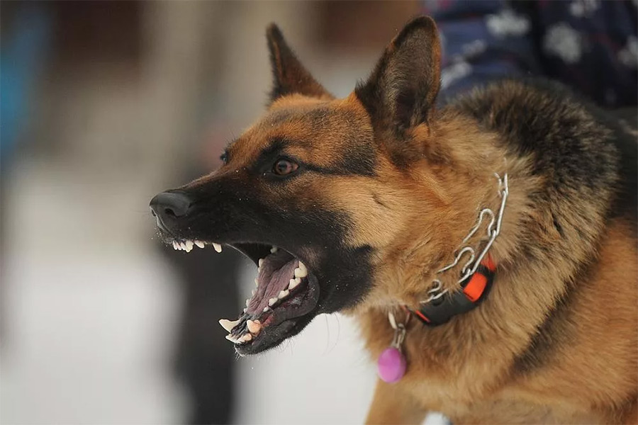 В Бобруйском районе собака выбежала с подворья и покусала соседку. Что решил суд?