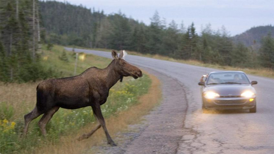 Животное на дороге – что делать? Рассказывают бобруйские инспекторы