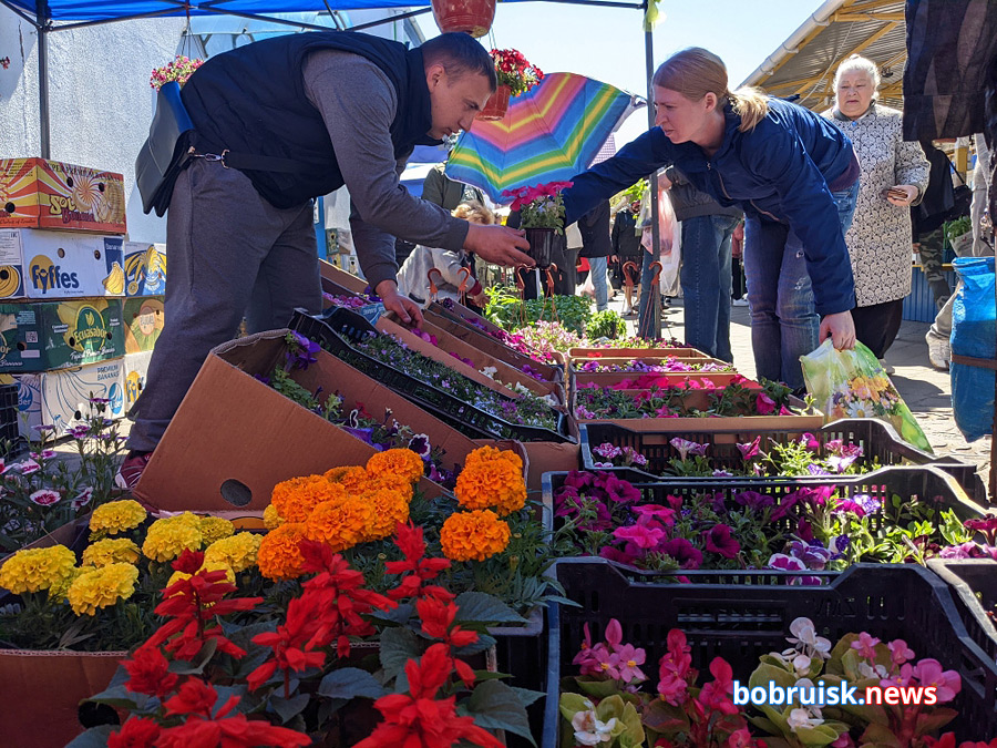 Почем весенний салат и рассада на бобруйском рынке?