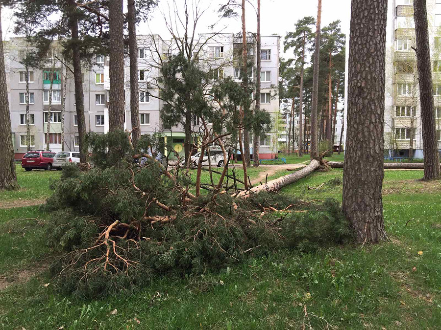 «Дерево упало в метре от женщины с детьми. Что еще в Бобруйске натворил сильный ветер