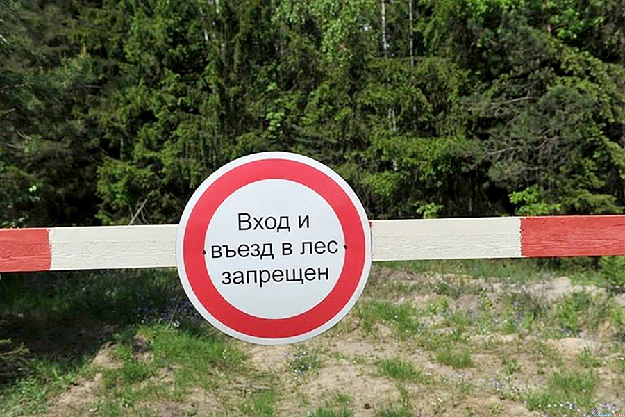 В Бобруйском районе введен запрет на посещение лесов. Что грозит за нарушения?
