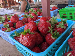 Клубника горит! Говорят, продержится до выходных