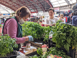 Центральный рынок в Бобруйске расцвел: мы узнали, что почём