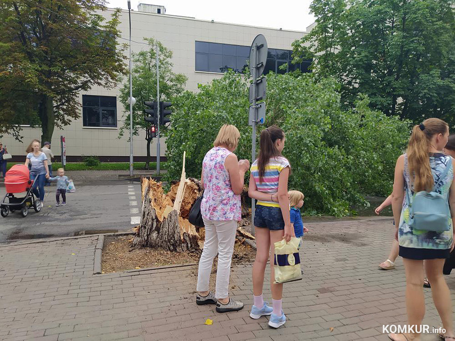 В Бобруйске на дорогу упало большое дерево!