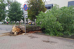 В Бобруйске буря ломала деревья! (+ видео)