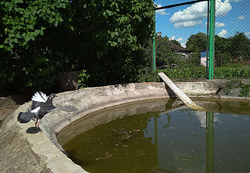 Большая афера с маленькой черепашкой: теперь и в Бобруйске