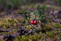 В лес – за брусникой и клюквой: когда и как?