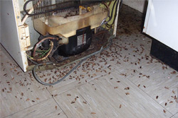 «Тараканы атакуют! Что делать?»: вопрос бобруйчанки