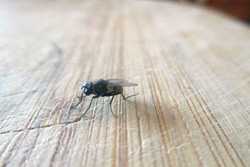 Налейте им вина! Три быстрых способа избавиться от мух в доме