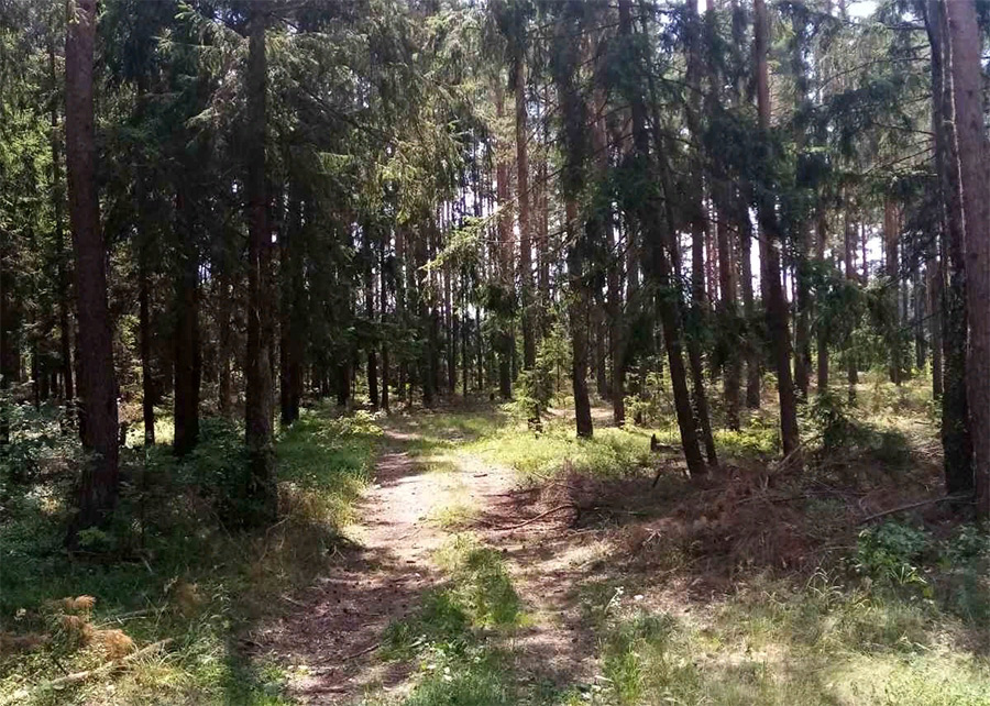 В лесу в Бобруйском районе заблудилась трехлетняя девочка