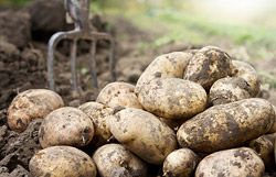 Назван крупнейший поставщик картофеля в Беларусь