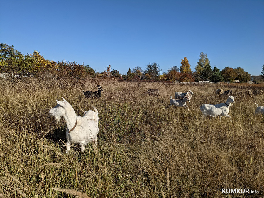 «Эти козы обнаглели значительно раньше». Расследование «Коммерческого»