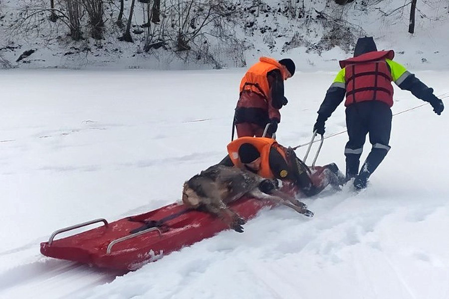 В Бобруйском районе спасатели оказали помощь тонущей косуле