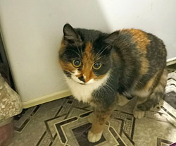 У кошки, тайком переехавшей в Минск, в Бобруйске нашлась хозяйка
