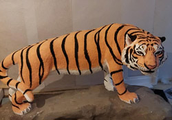 Так создавался бобруйский тигр: фоторассказ