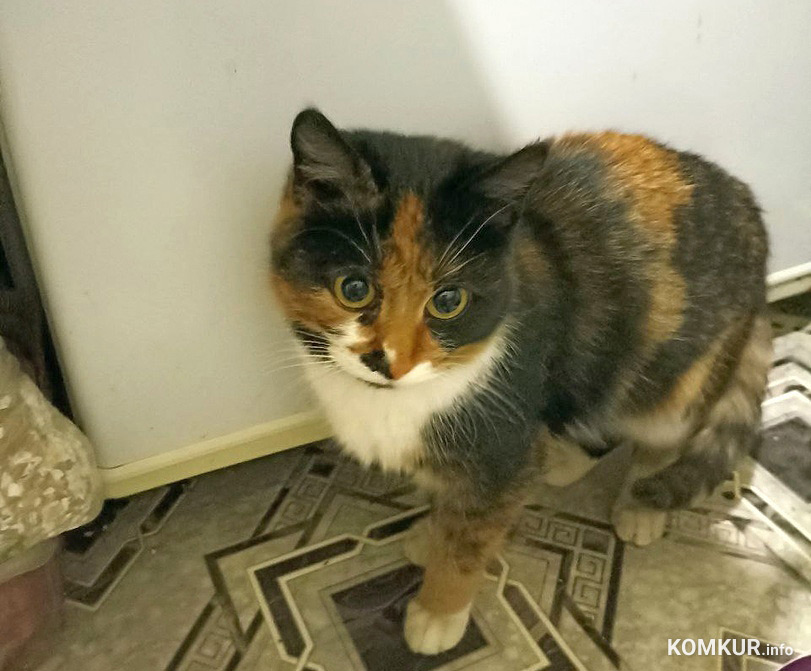 Напомним, пушистую нашел и оставил у себя сотрудник СТО Александр Яськов. Долго не мог определиться с именем, но и эта «проблема» уже решена.