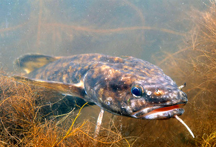 С 25 декабря в рыболовных угодьях Беларуси действует запрет на вылов налима обыкновенного, который продлится до 28 февраля. В этот период налим идет на нерест.