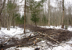 Дешевые дрова – через уборку леса