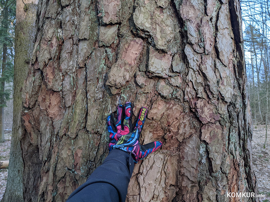 Около памятника природы в Бобруйском районе исчезла информационная таблица и валят лес. Так можно?