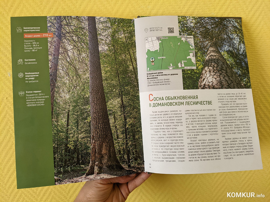 Около памятника природы в Бобруйском районе исчезла информационная таблица и валят лес. Так можно?