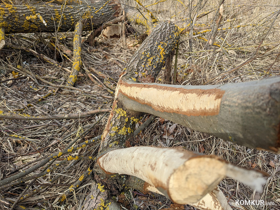 Бобры устроили лесопилку недалеко от нового моста под Бобруйском