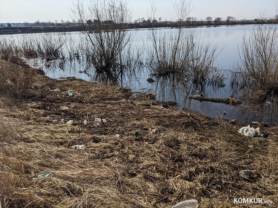 Чем бобруйчан встречают весенний лес и Березина?