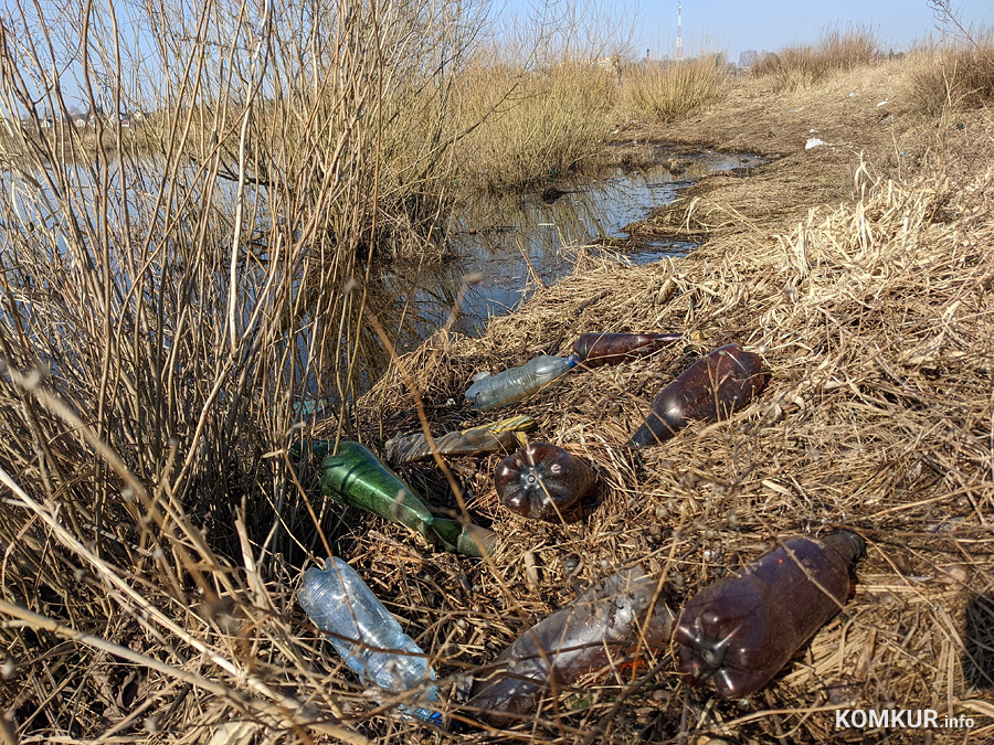 Чем бобруйчан встречают весенний лес и Березина?