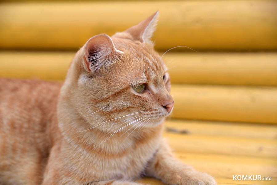 Есть ли у вас домашние питомцы? Пройдите наш опрос