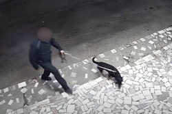 Выгулять собаку и стащить бутылку: необычная кража в Бобруйске