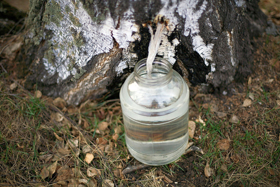 Когда в лесах под Бобруйском пойдет березовый сок и как грамотно его собирать?