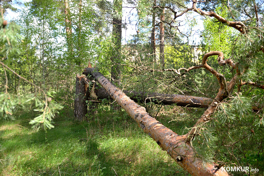 В Бобруйске разгул стихии: ветер повалил деревья, порвал провода (дополняется + видео)