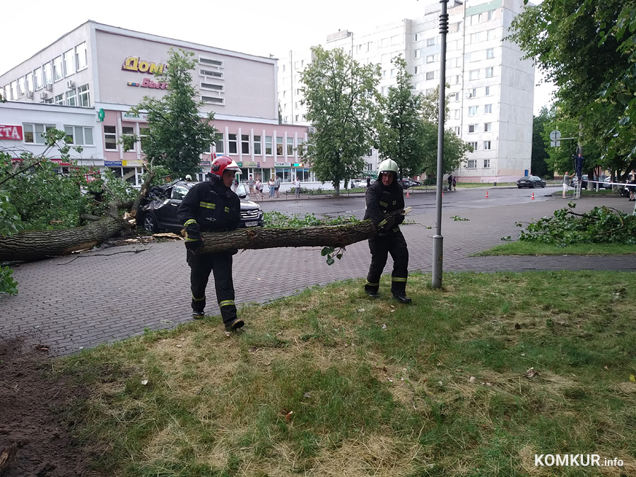 В Бобруйске на автомобиль упало дерево. В салоне была женщина