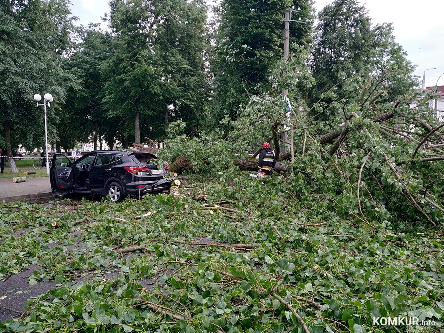 В Бобруйске на автомобиль упало дерево. В салоне была женщина
