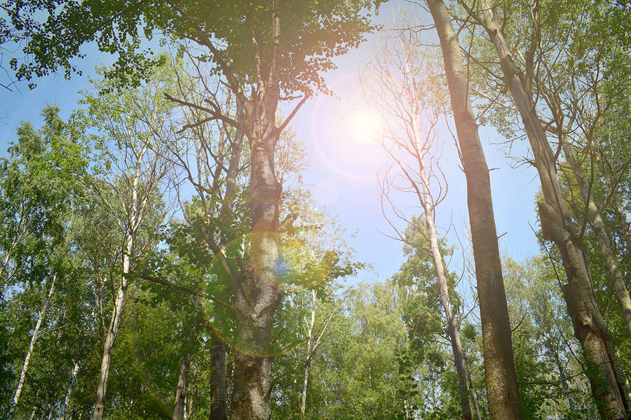 Всего ограничение на посещение лесов введено в 14 районах Могилевской области: Бобруйском, Осиповичском, Кировском, Климовичском, Белыничском, Быховском, Горецком, Дрибинском, Краснопольском, Круглянском, Мстиславском, Славгородском, Чаусском и Чериковском.