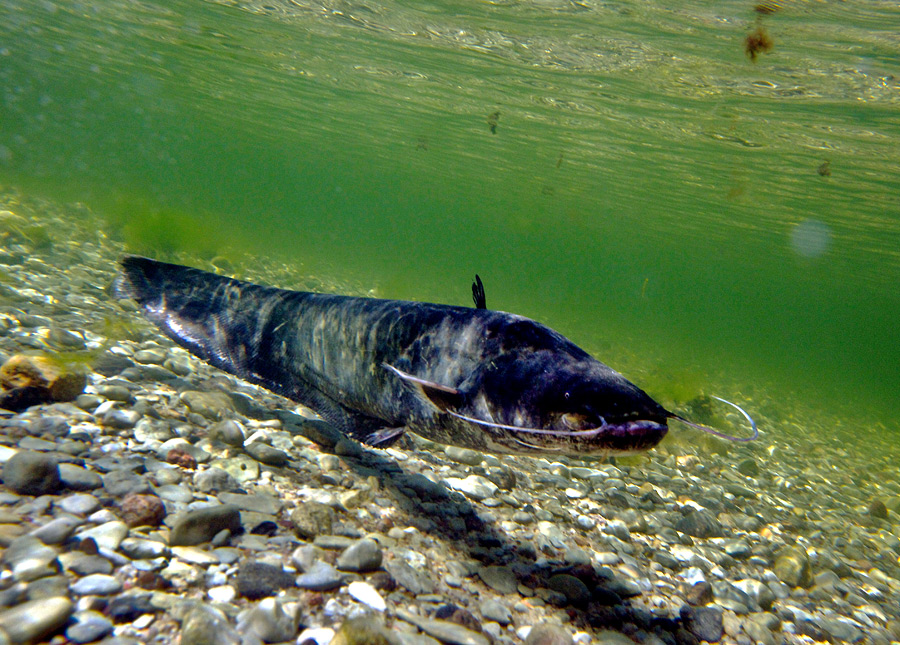 В Могилевской области запрет на лов сома установлен с 31 мая по 1 июля. Он связан с нерестом и является одной из мер охраны этого некогда краснокнижного вида.