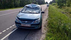 На выезде из Бобруйска автомобиль сбил лося. Животное погибло… 