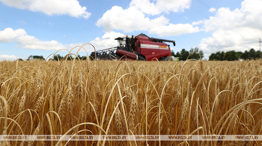 В Бобруйском районе завершили уборку озимого ячменя, выборочно приступили к пшенице