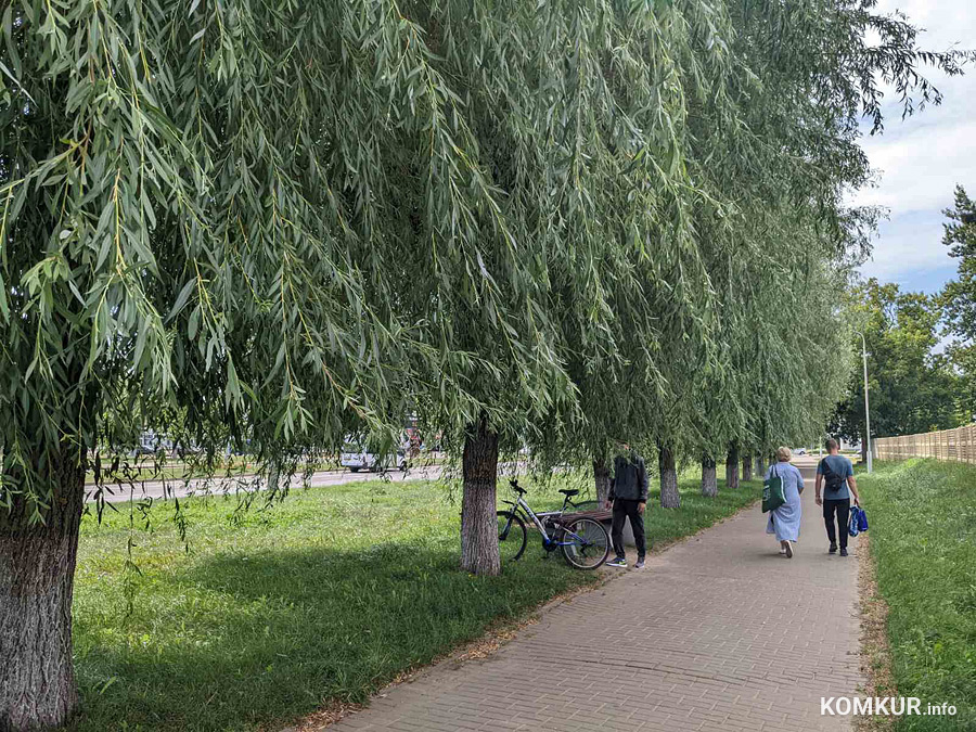 Где в Бобруйске деревьям хорошо, а пешеходам не очень…