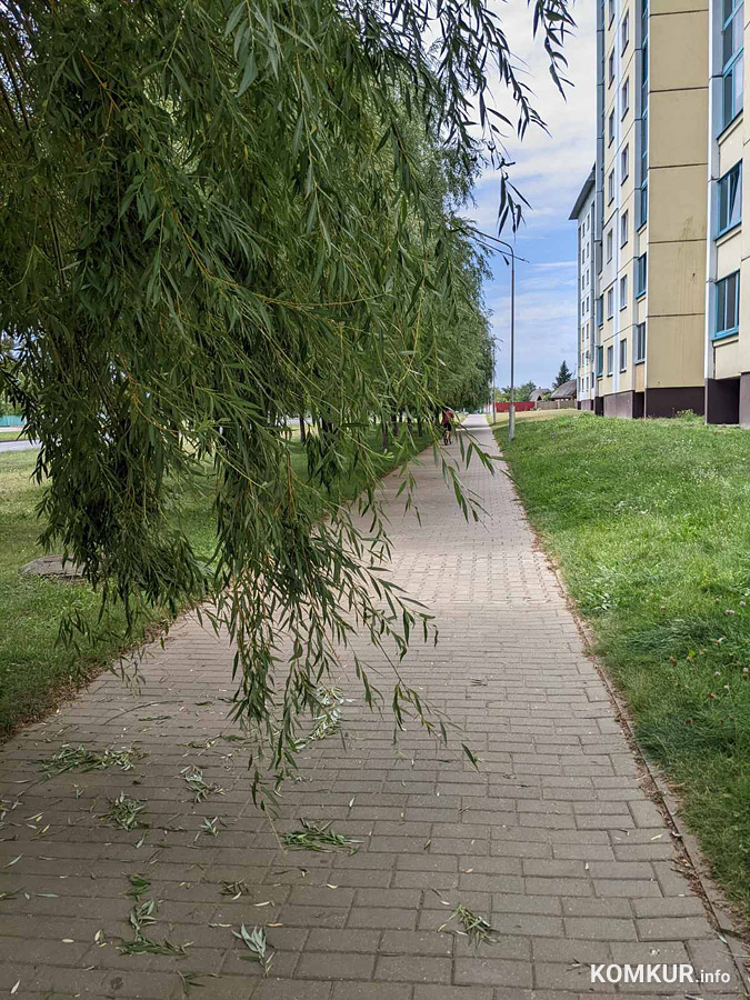 Где в Бобруйске деревьям хорошо, а пешеходам не очень…