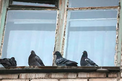 Соседи прикармливают голубей из окна многоквартирного дома. Что предпринять? 
