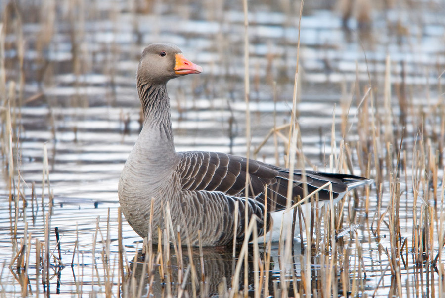 В эти выходные в Беларуси открывается охота на гусей