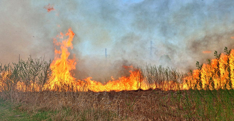 В Бобруйском районе спасатели тушили лесной пожар