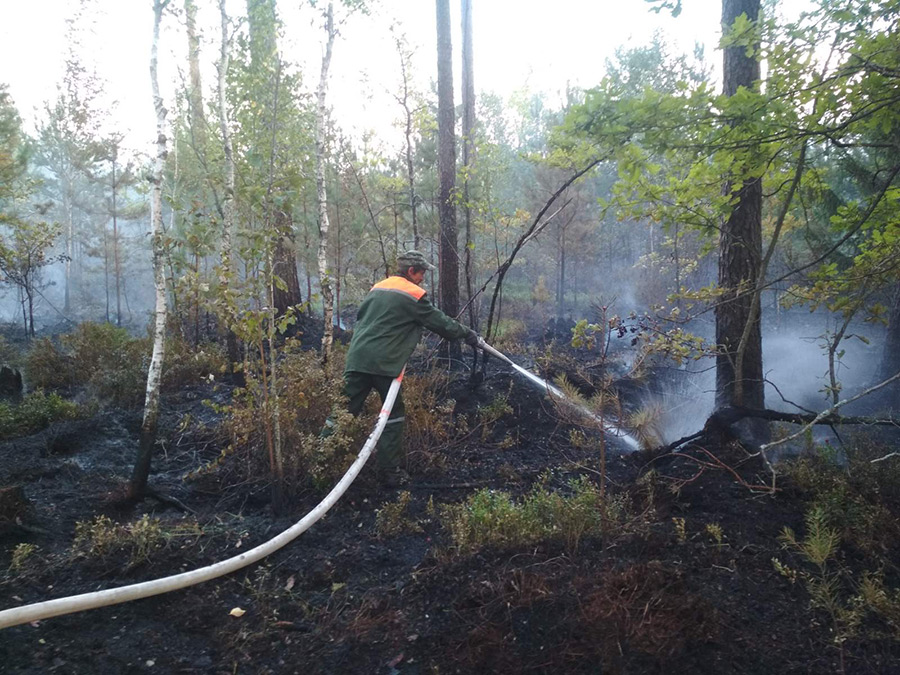 «Такого не было 20 лет». Как леса близ Бобруйска пережили самый высокий класс пожарной опасности