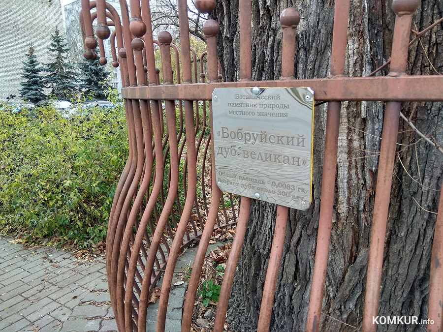 Почему Дуб-великан в Бобруйске собираются лишить статуса памятника природы