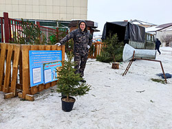 Елочные базары в Бобруйске заработали 23 декабря – как дела у самой новогодней торговли?