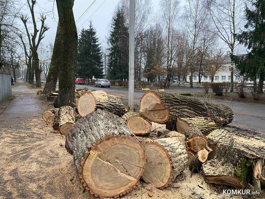 Считается, что лучшее время обрезки деревьев – период их покоя. Именно зимой работники коммунального хозяйства могут привести в порядок зеленые насаждения в городе. Многие из них, кстати, действительно требуют ухода.