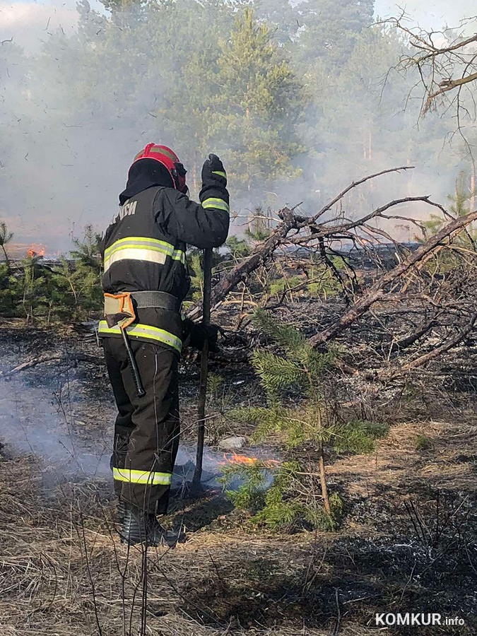 В черте Бобруйска сегодня тушили лесной пожар