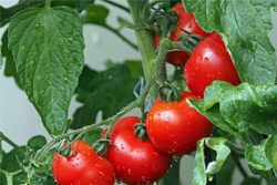 Когда сажать помидоры на рассаду в апреле по лунному календарю